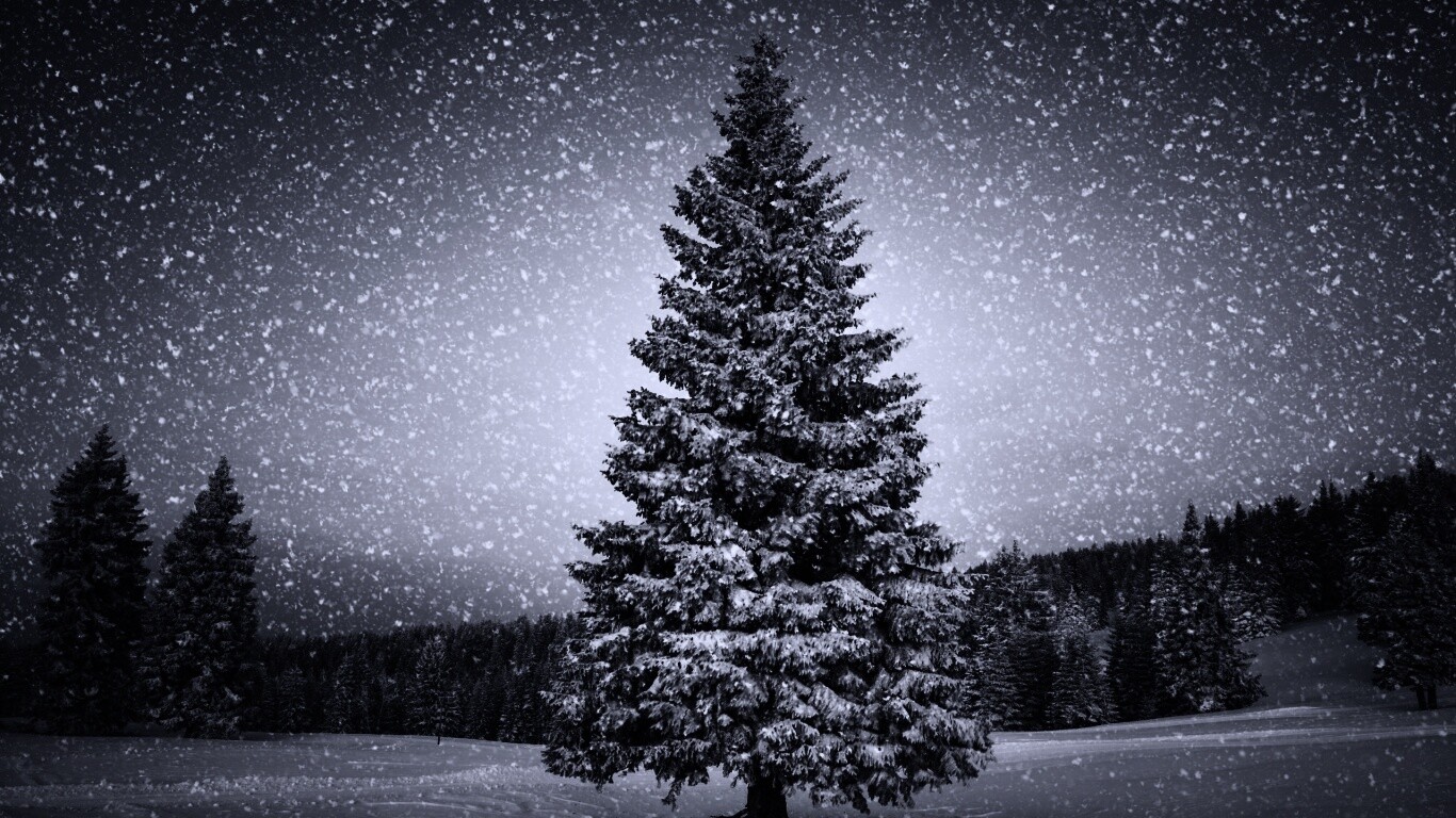 Ель в снегопад обои