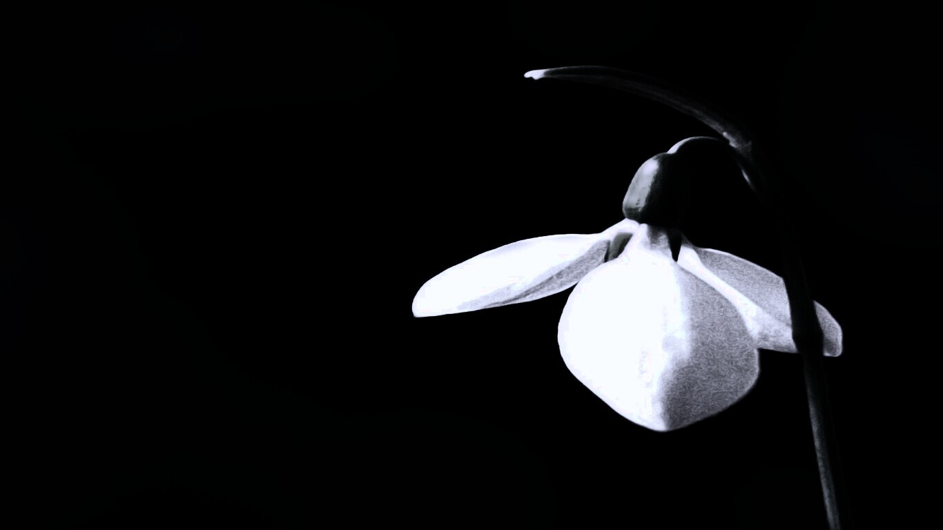 Белый цветок обои