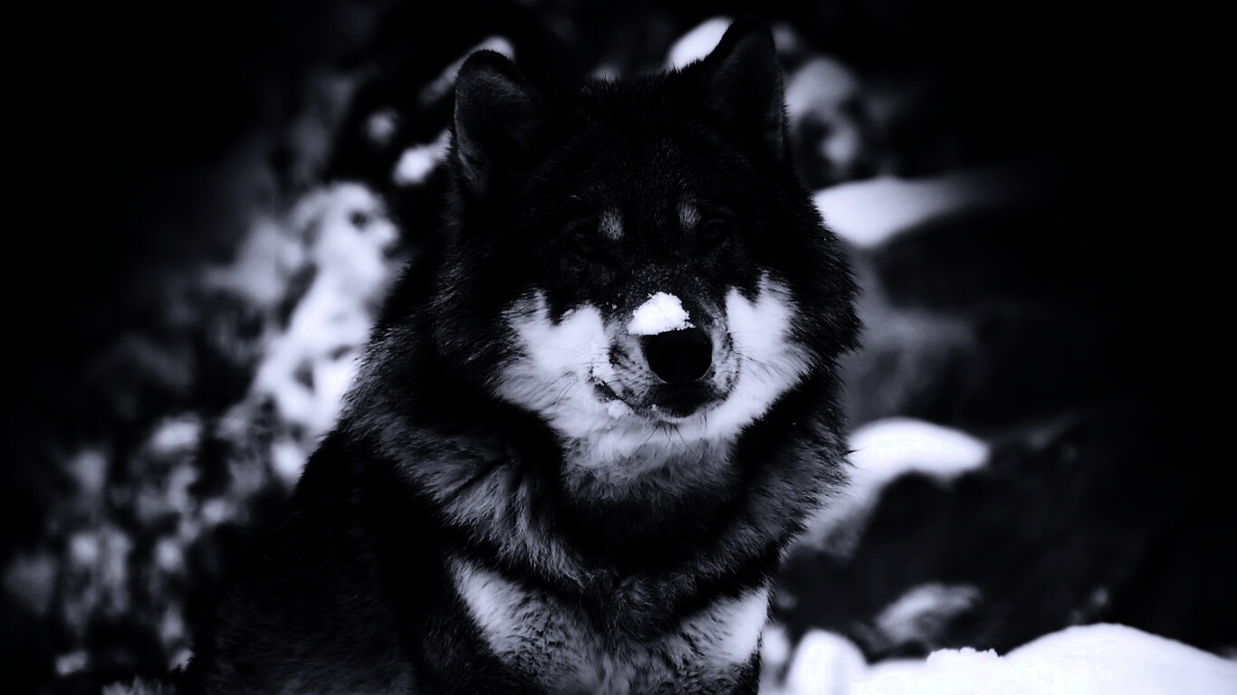 Волк с синими глазами обои