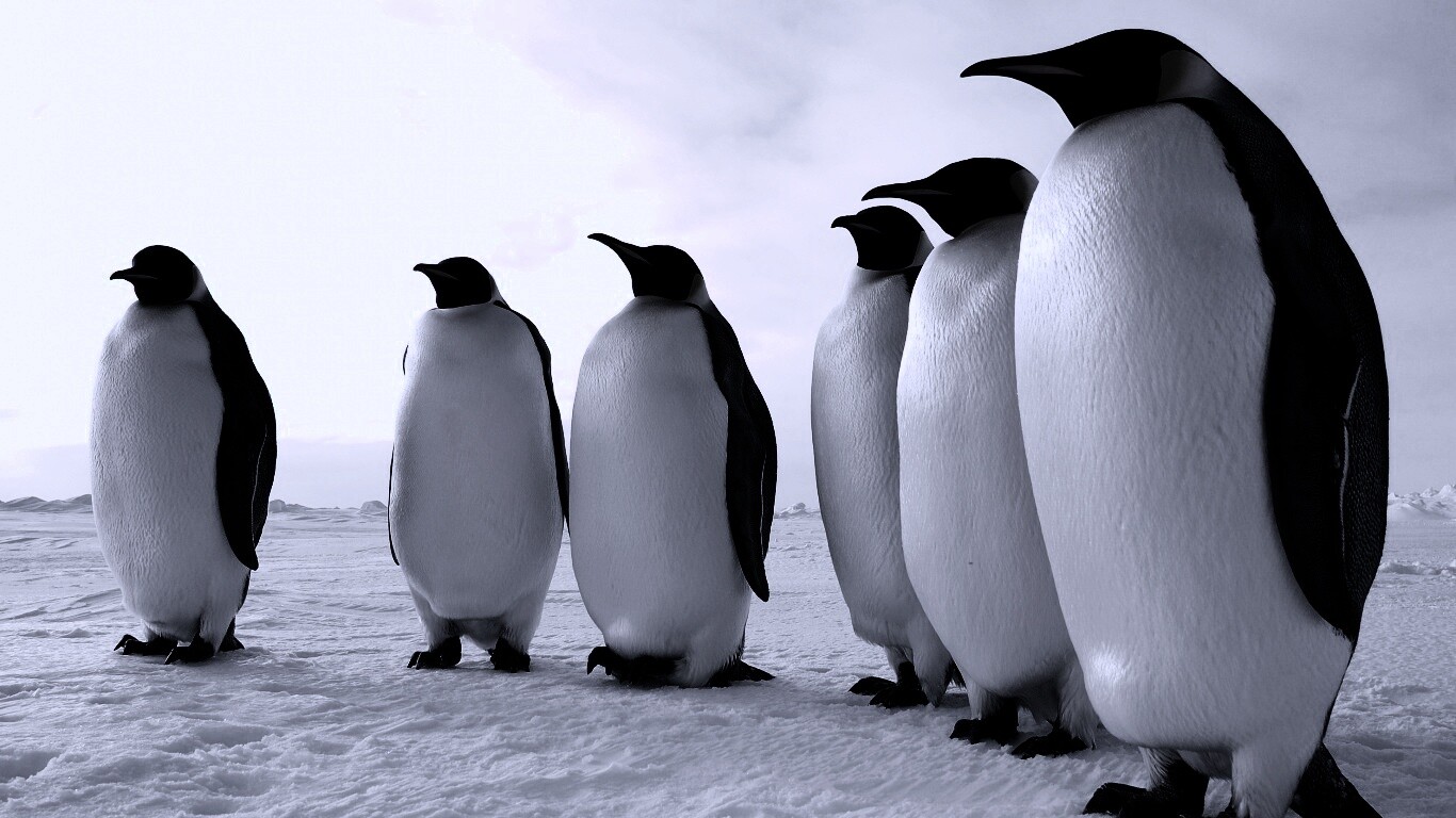 Слет пингвинов обои