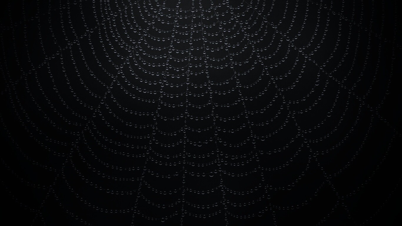 Роса на паутине обои