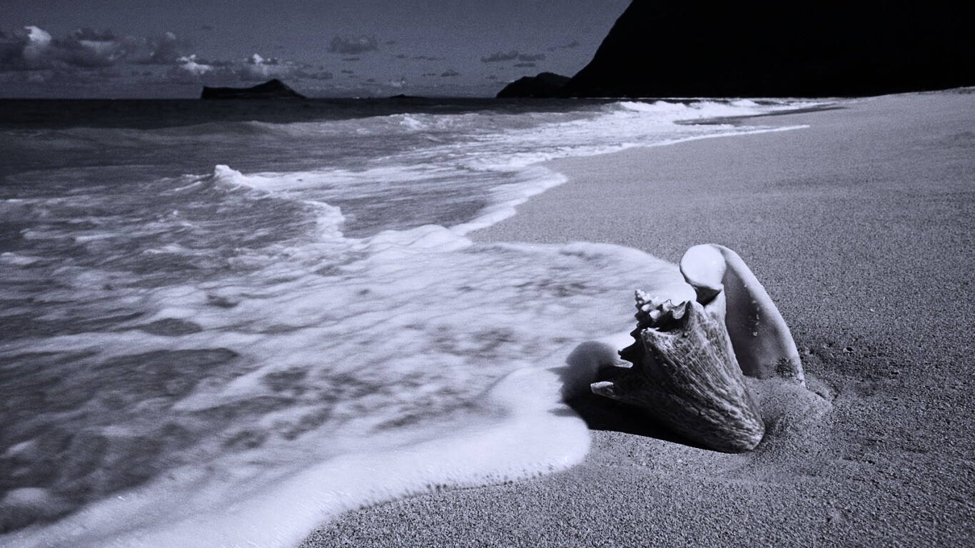 Морская раковина обои