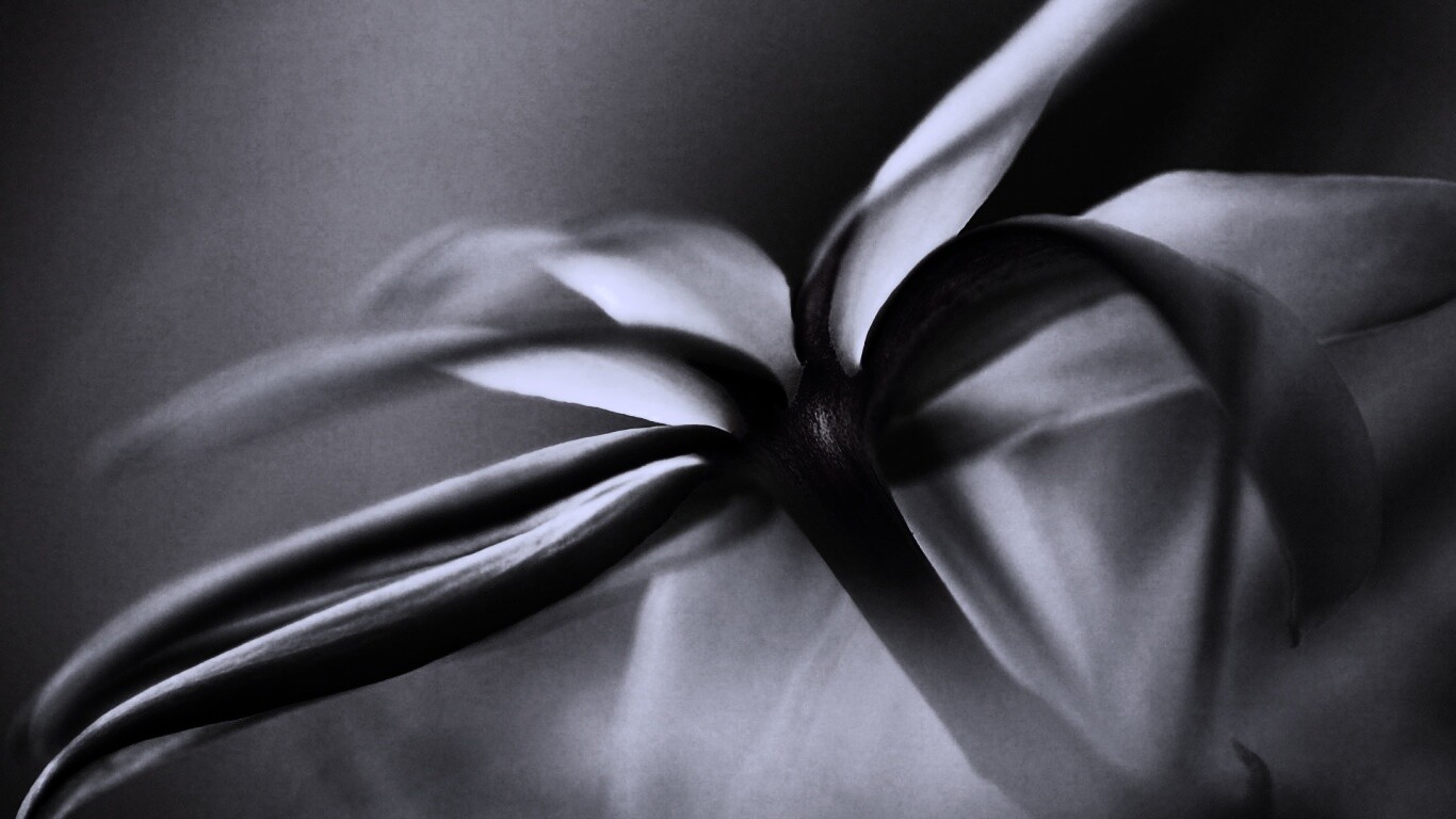 Цветок обои