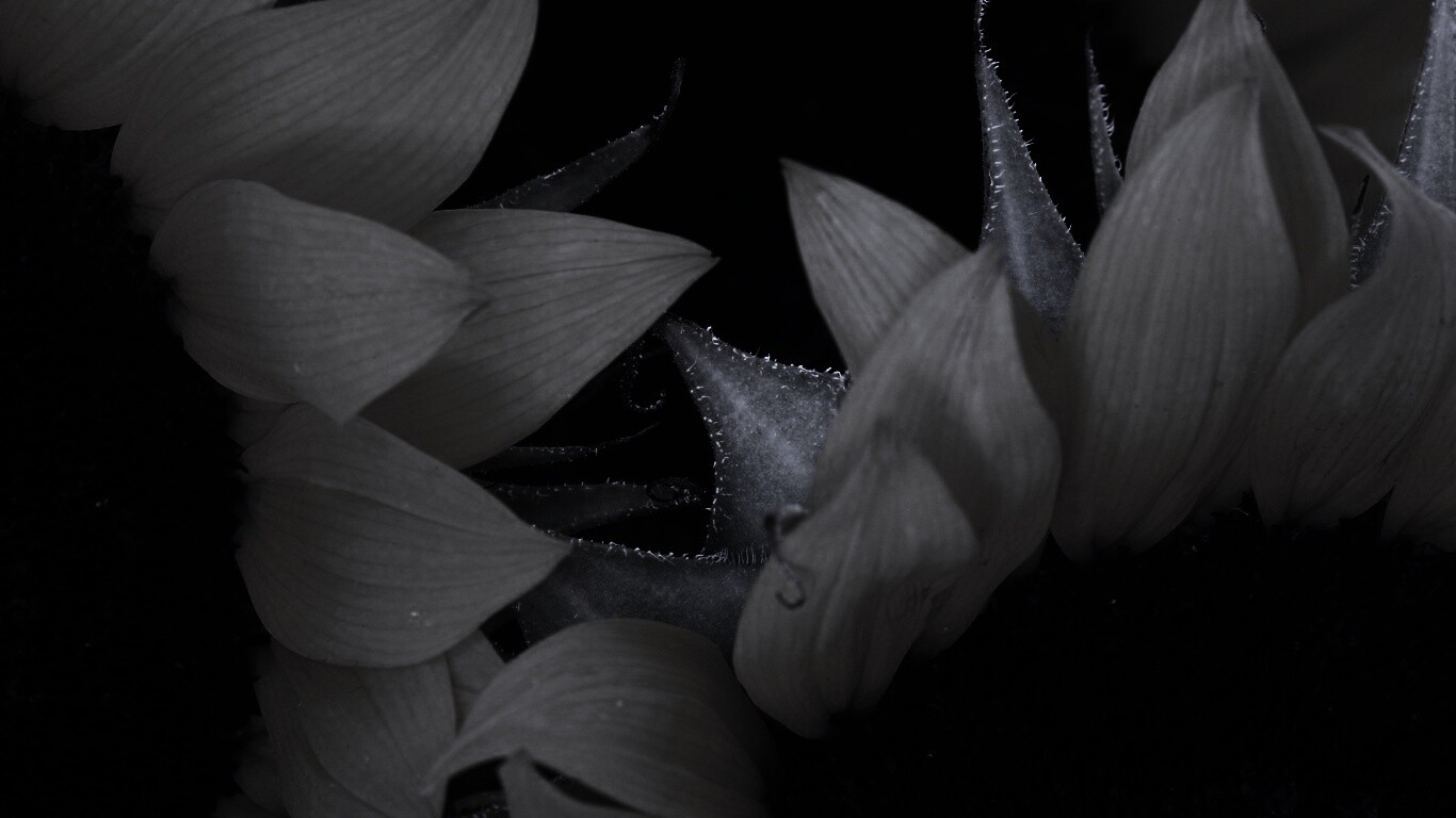 Подсолнухи обои