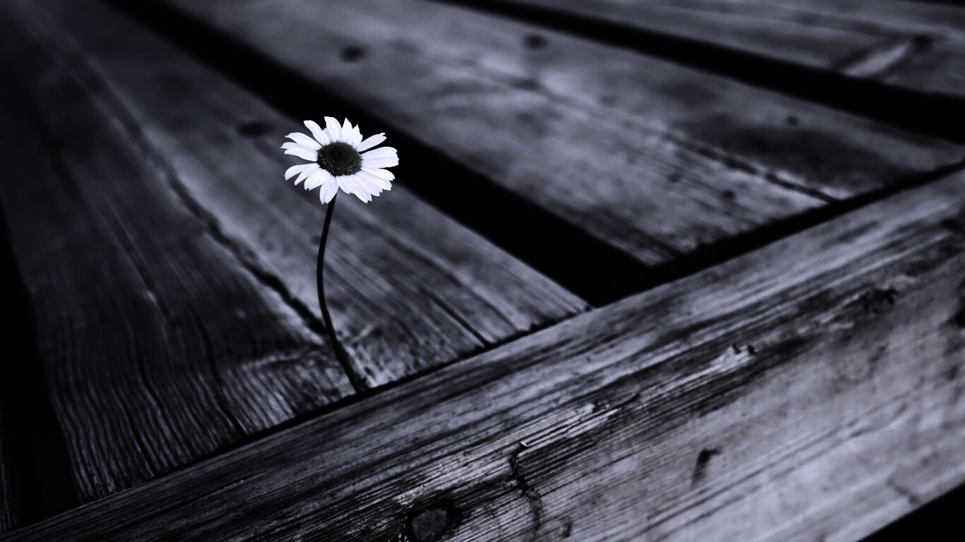 Жизнь среди смерти обои