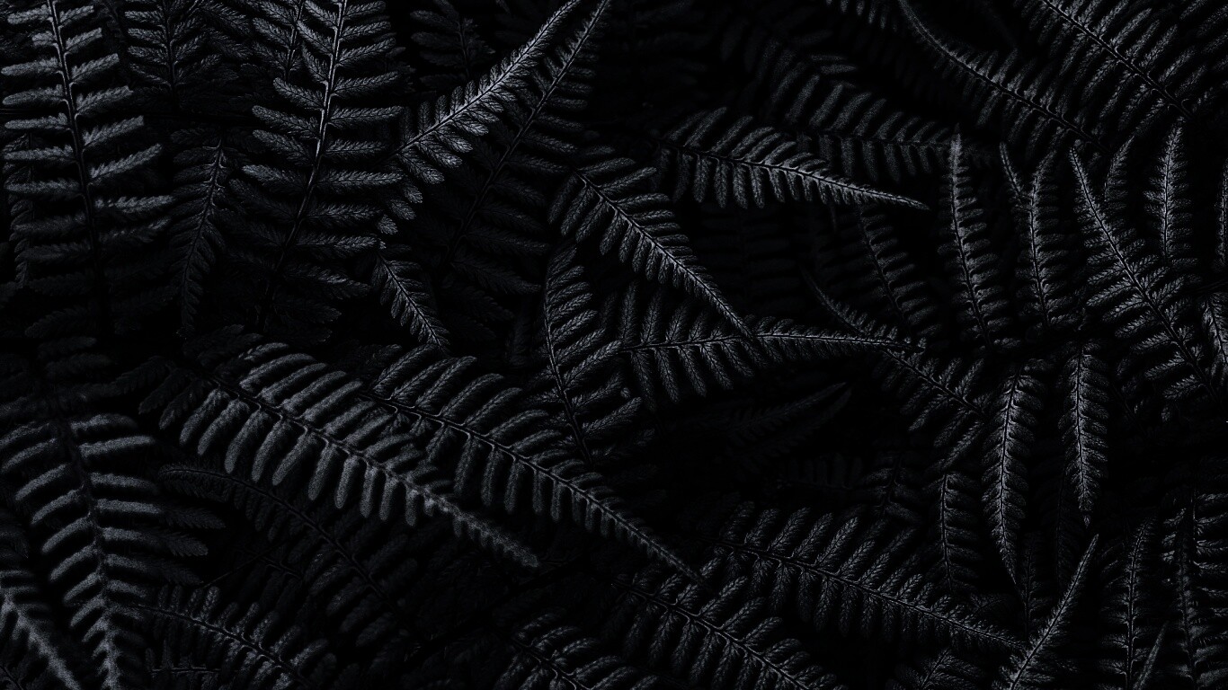 Папоротник обои