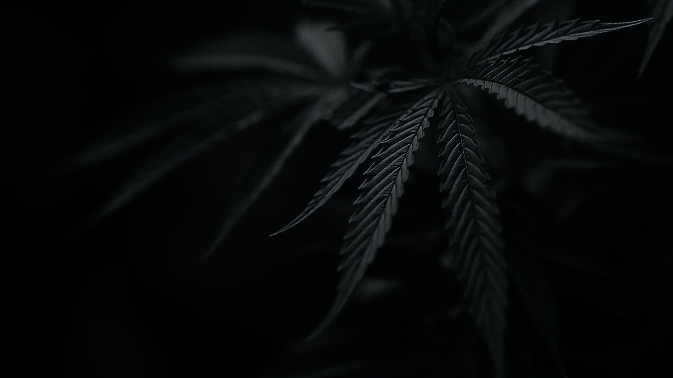 Марихуана обои