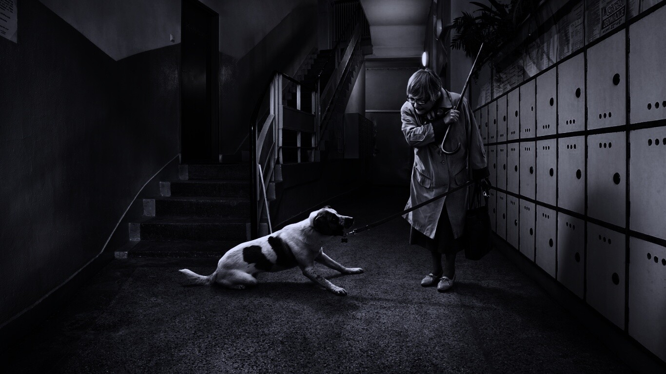 Непослушная собака обои