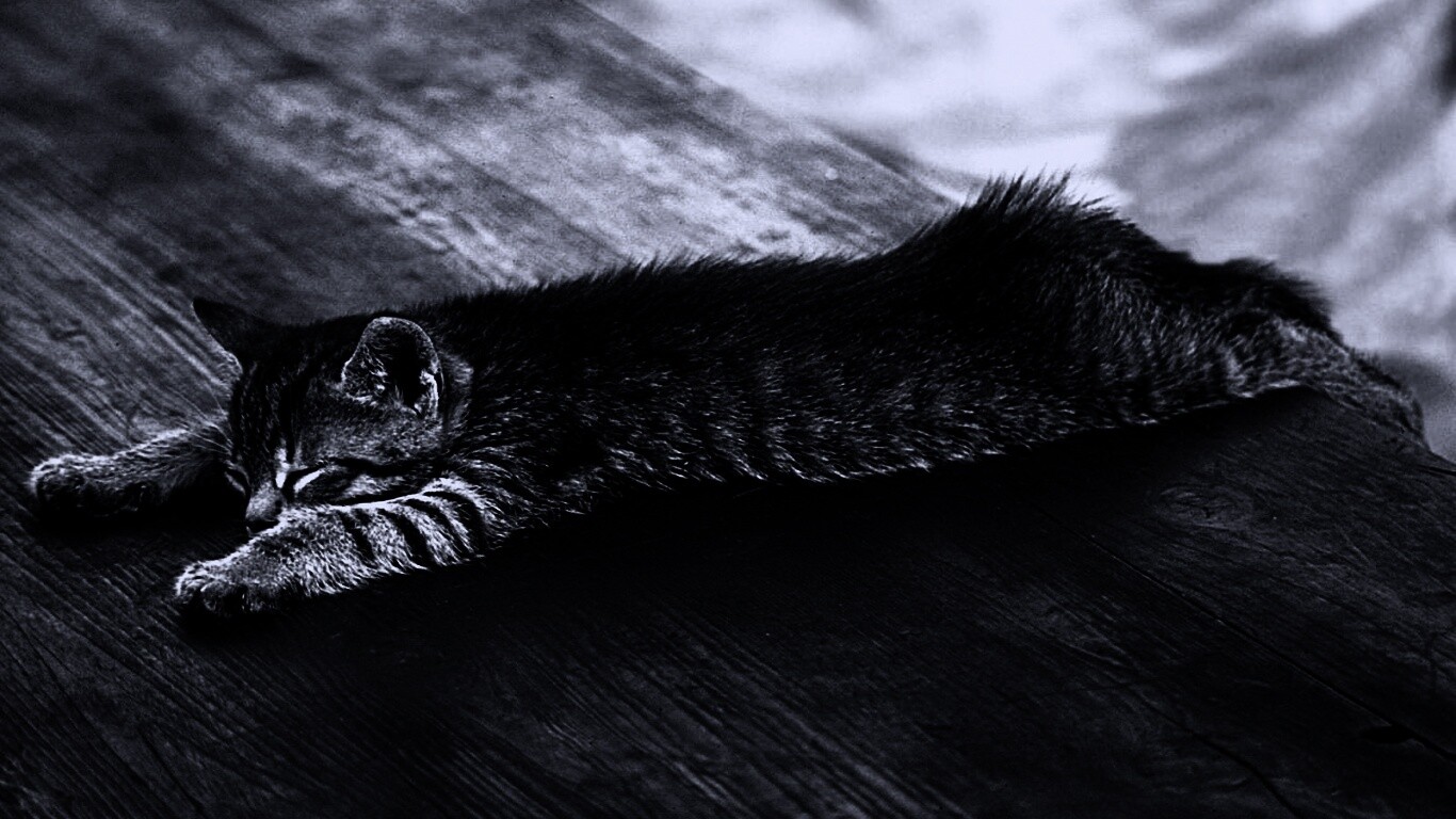 Растянувшийся кошара обои