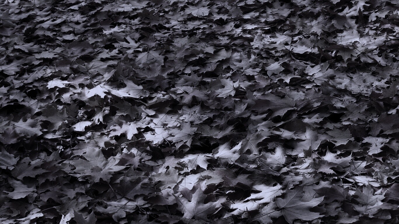 Листья клена обои