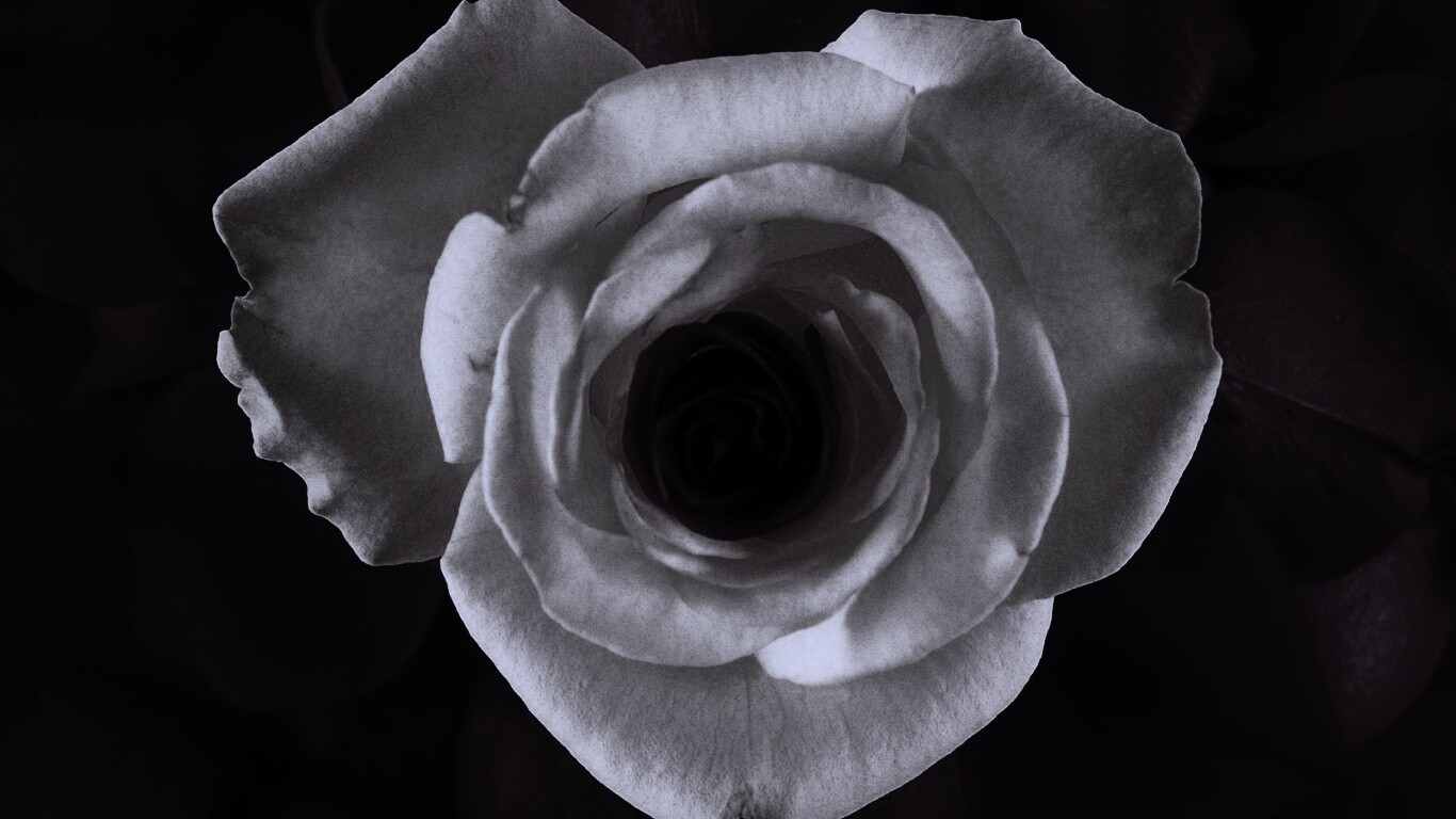 Необыкновенная роза обои