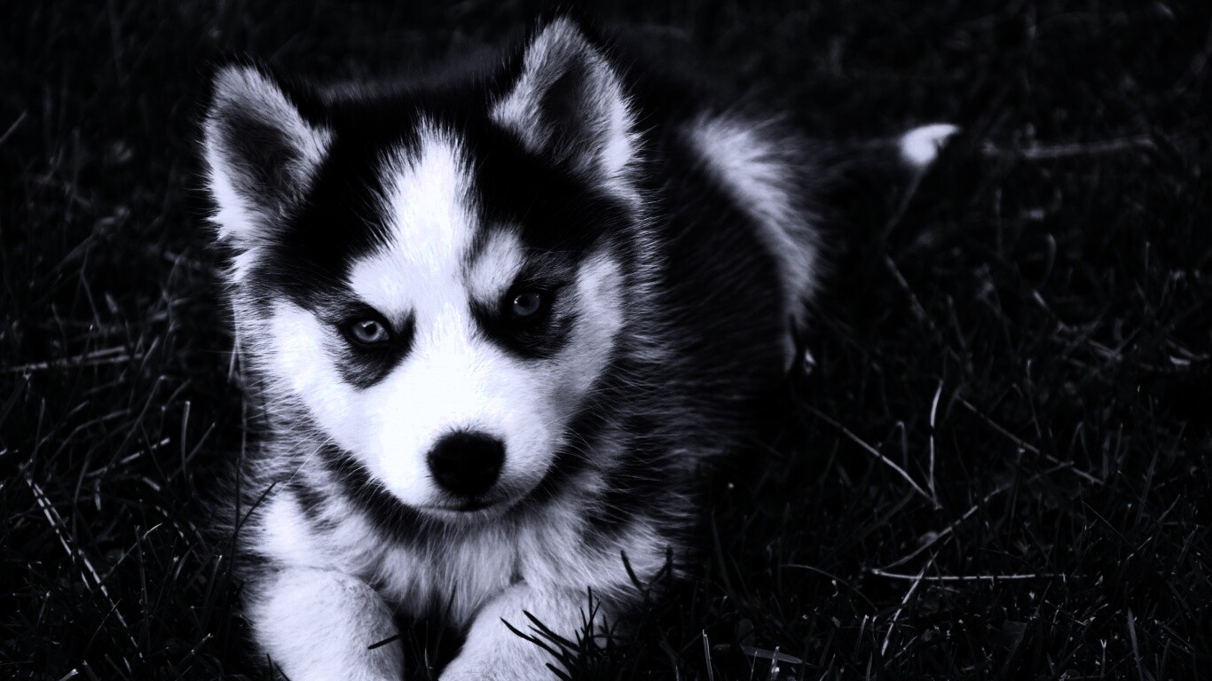 Голубоглазый щенок хаски обои