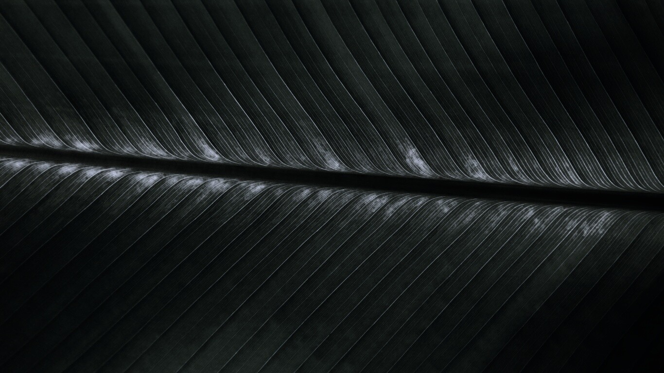 Пальмовый лист на солнце обои