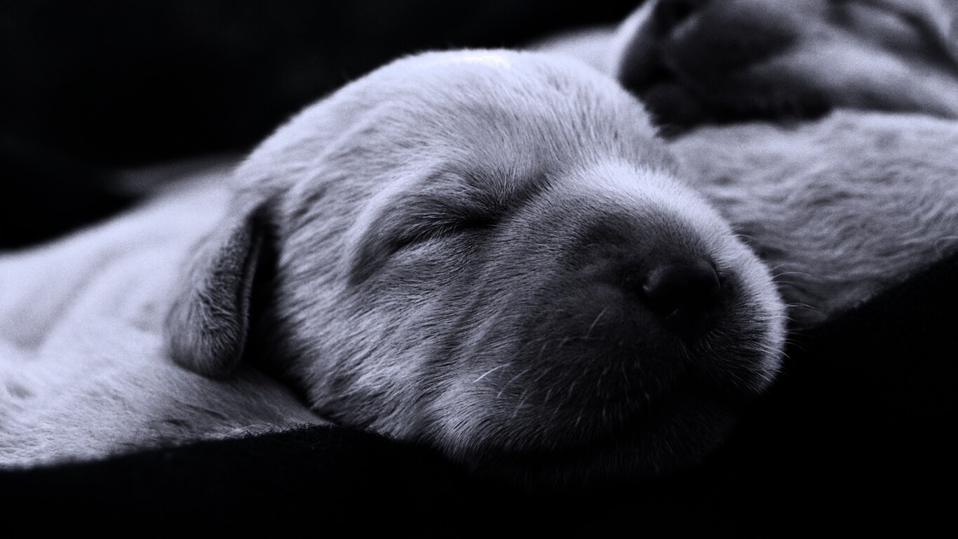 Мордочки симпатичных щенков обои