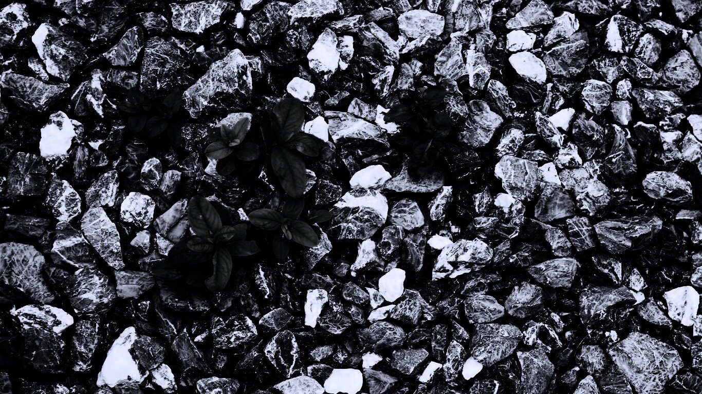 Цветы среди камней обои