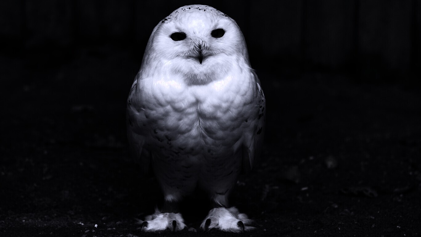 Белая сова обои