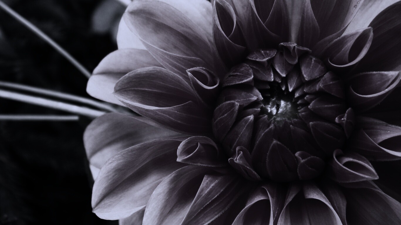 Аленький цветочек обои