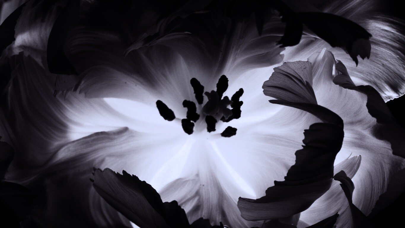 Пылающий цветок обои