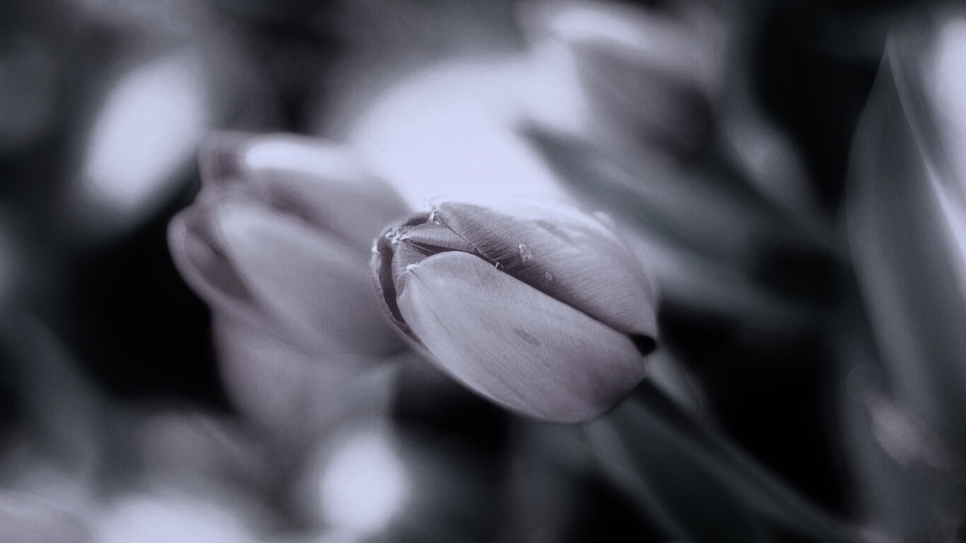 Красивый тюльпан обои
