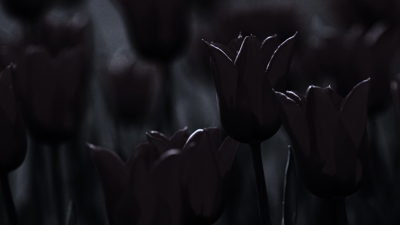 Красные цветы обои