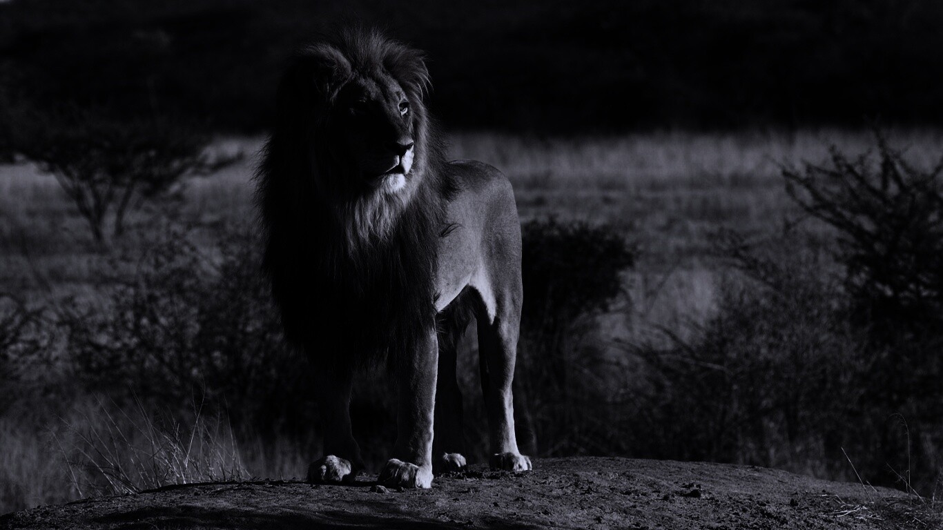 Царь зверей обои