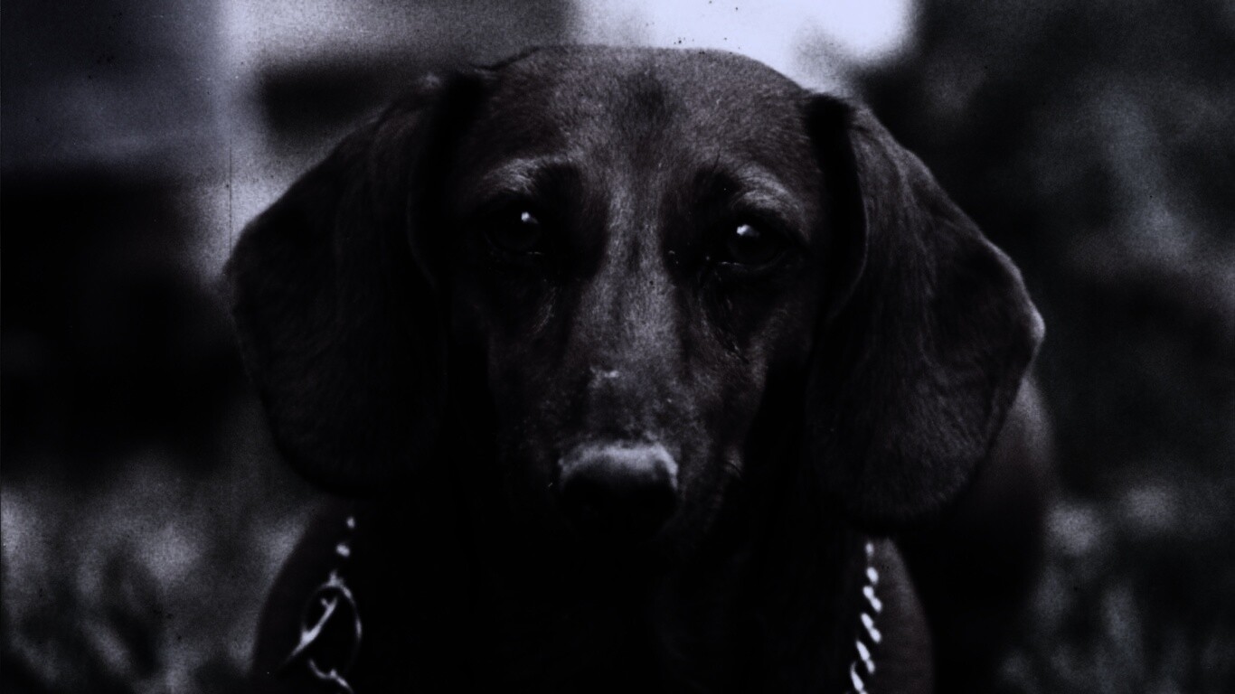 Рыжая такса обои