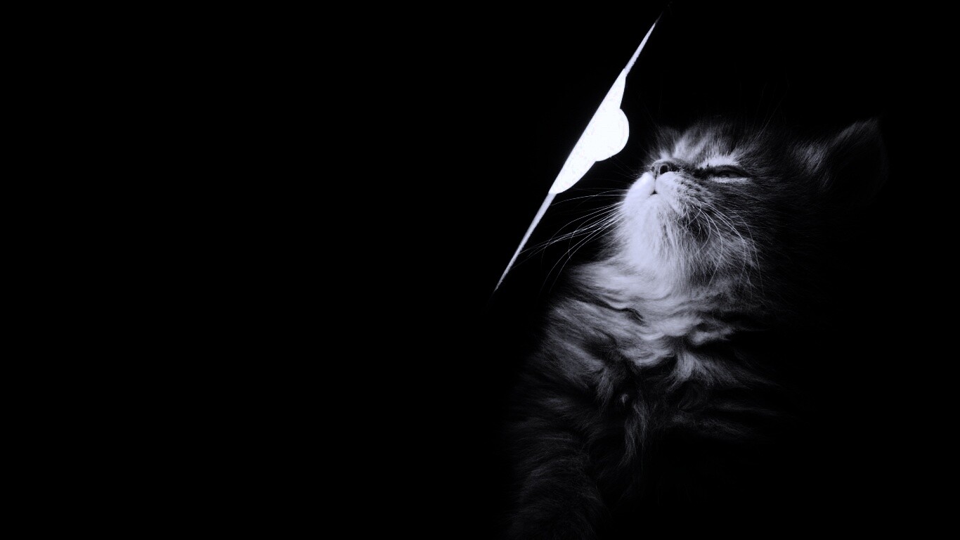 Котя на свету обои