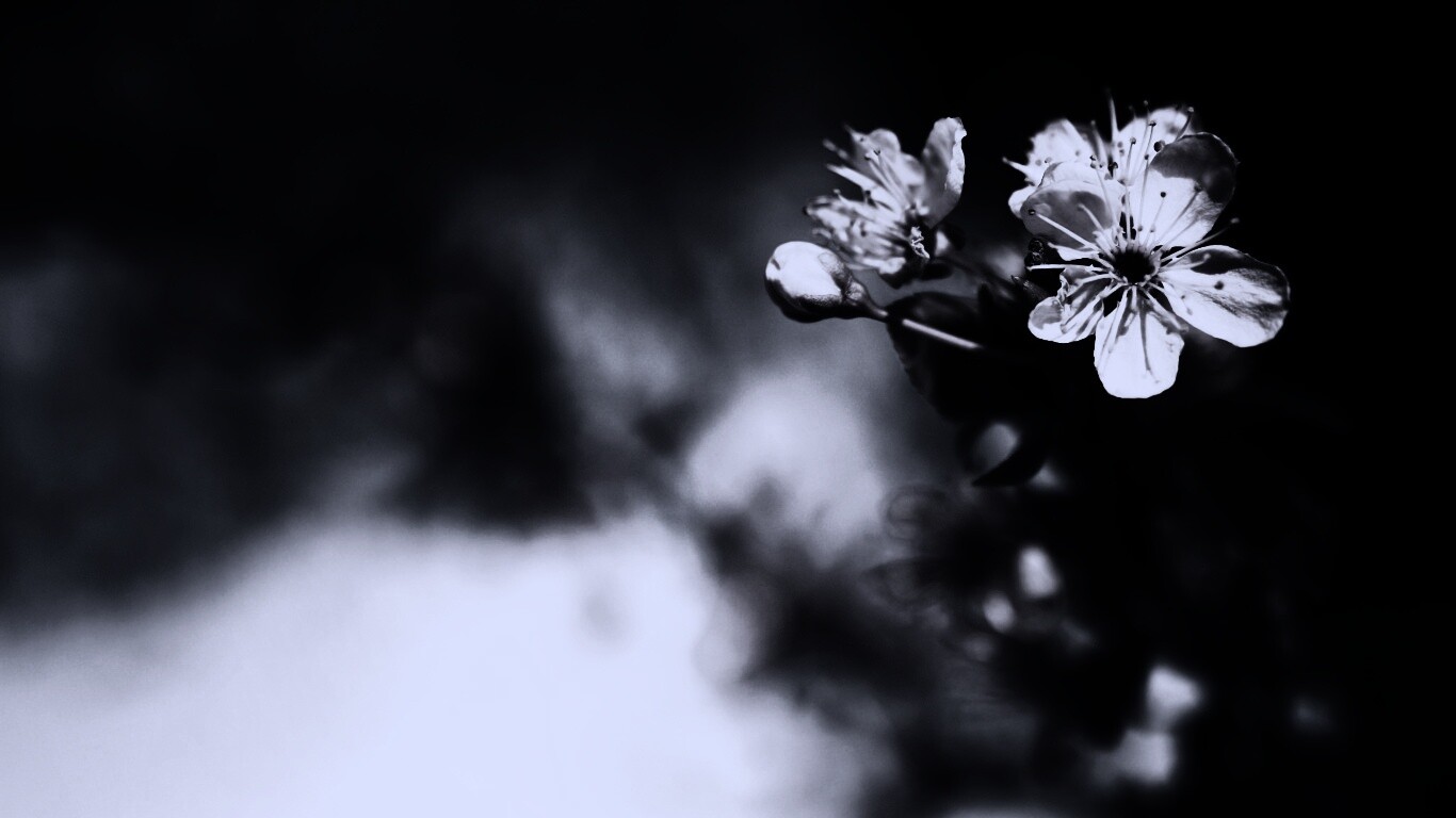 Цветок вишни обои