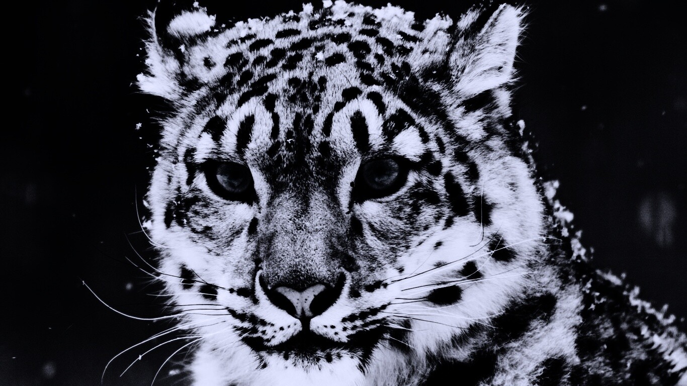 Снежный барс обои