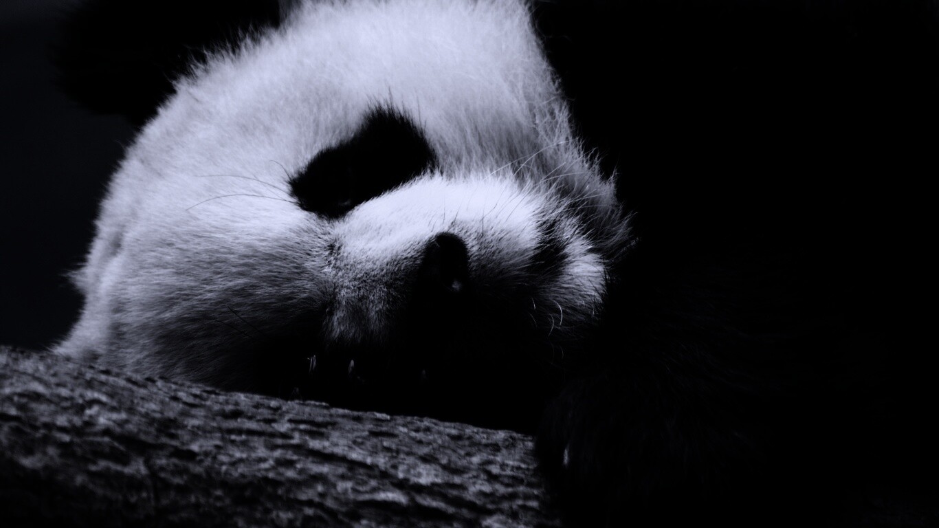 Панда на ветви обои