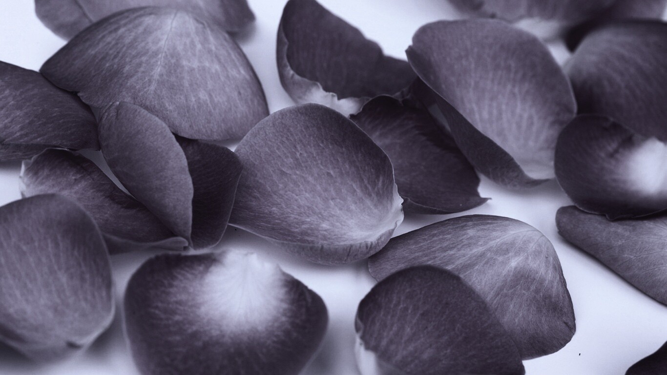 Лепестки розы обои