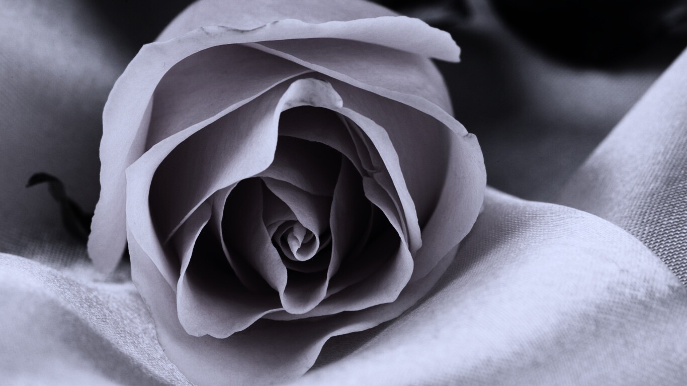 Нежная роза обои