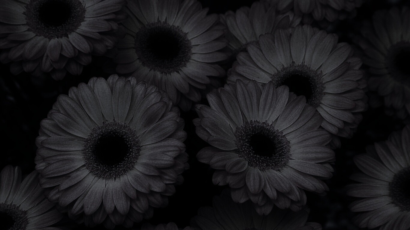 Желтые герберы обои