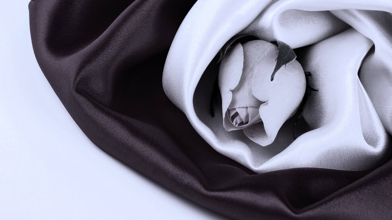 Нераспустившийся цветок розы в шелке обои