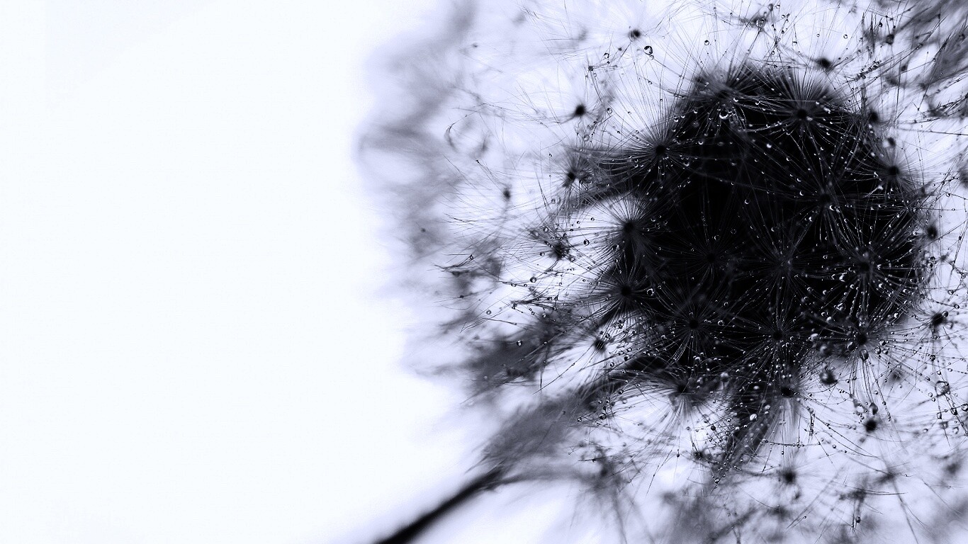 Одуванчик  обои