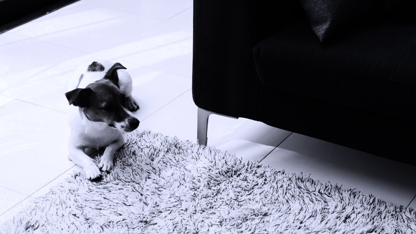 Собака обои