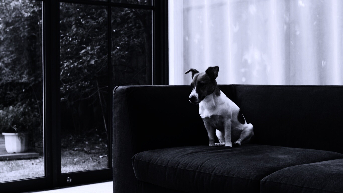 Пес на диване обои