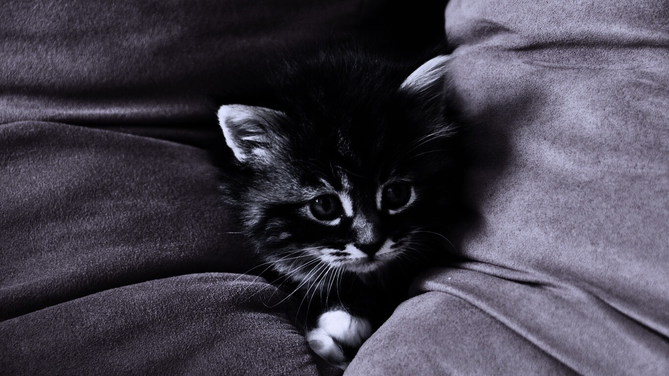 Котенок в подушках обои