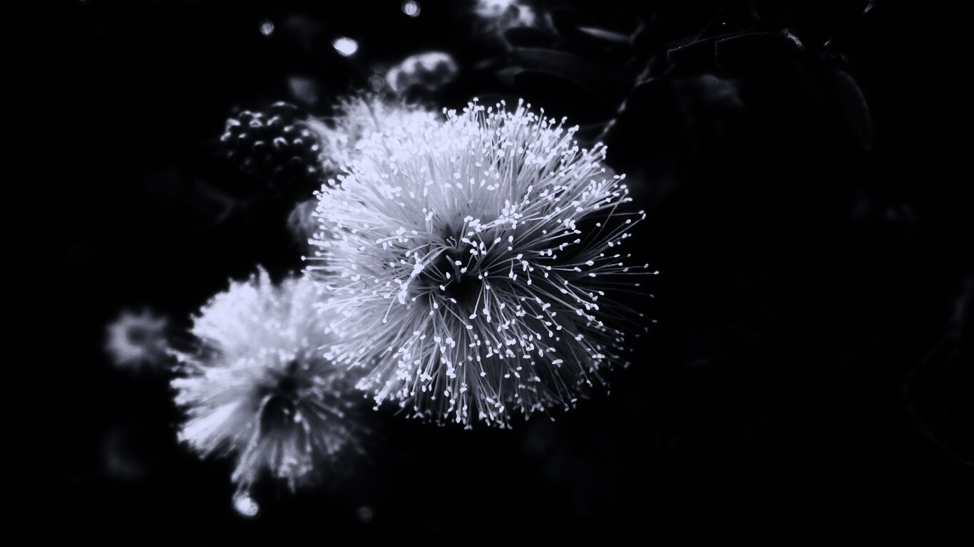 Сказочный цветок обои