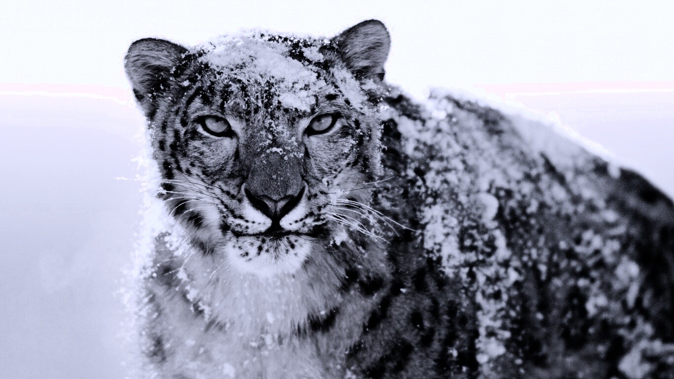 Снежный леопард обои