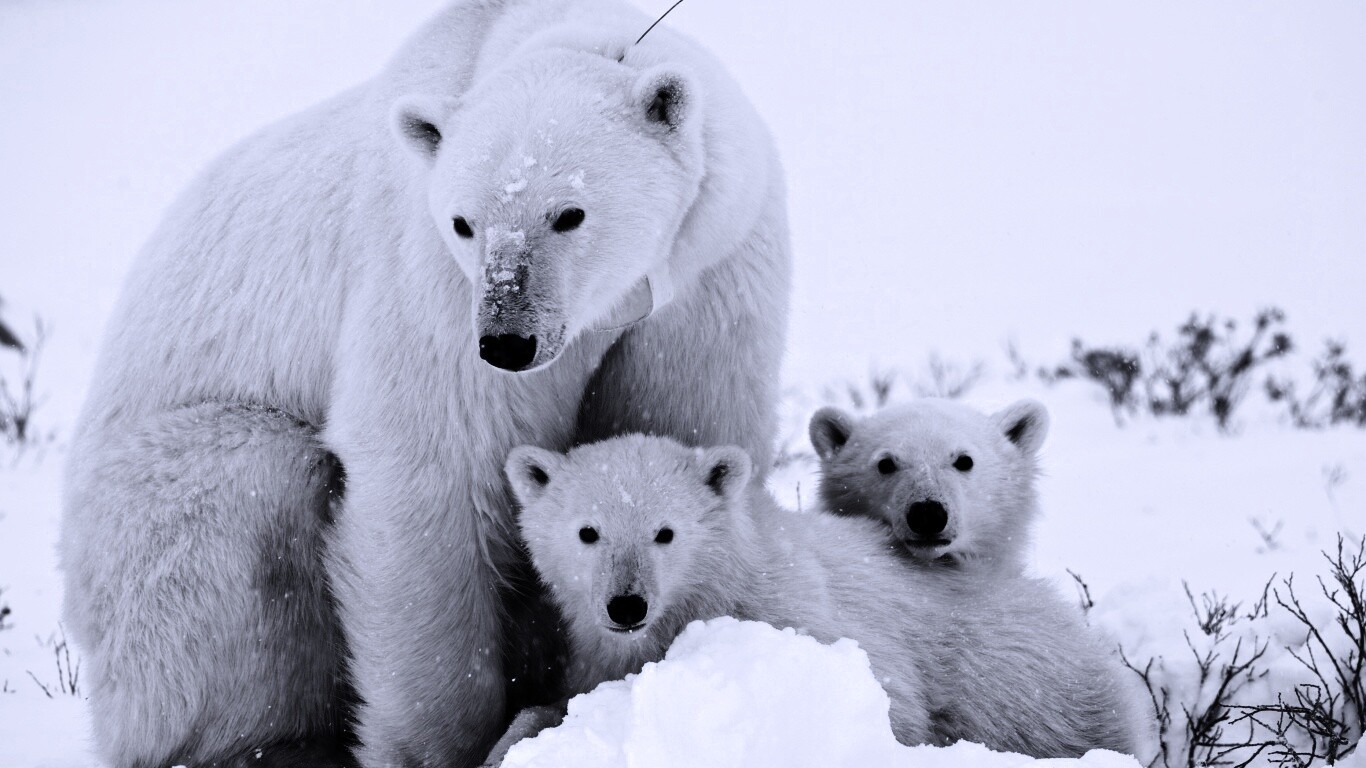 Белые медведи обои