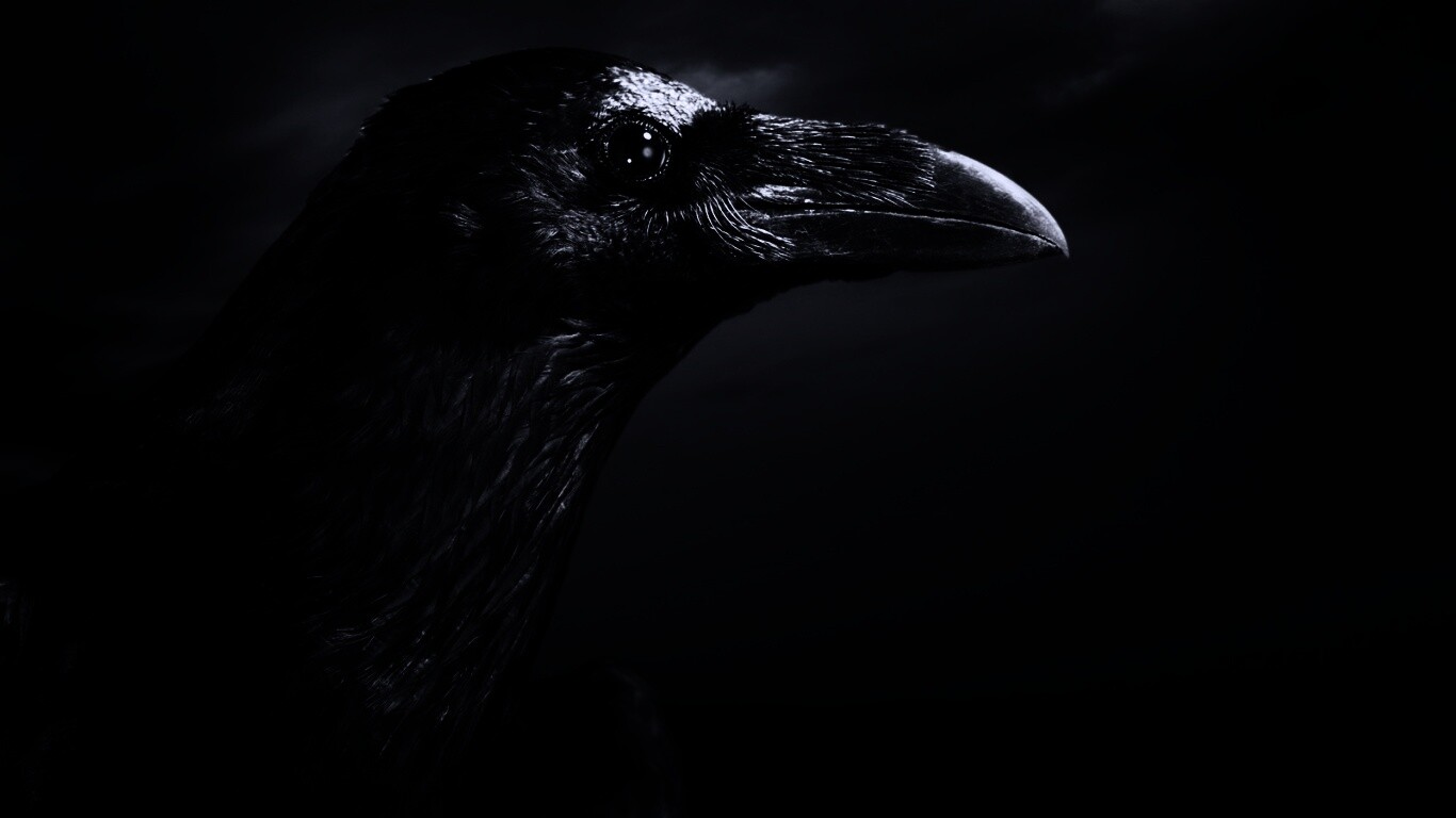 Ворон — гордая птица обои