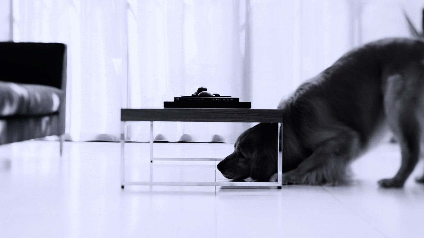 Большая собака под маленький столик обои