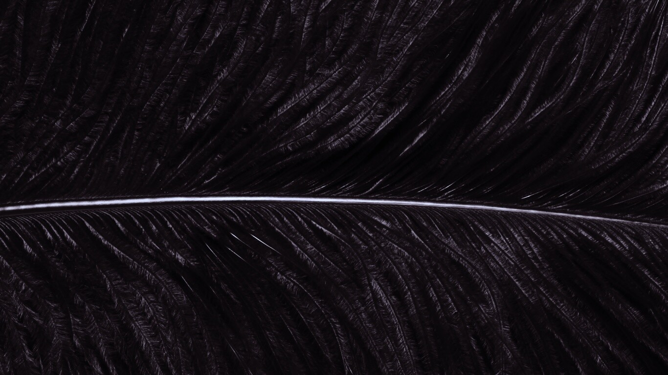 Перо попугая обои