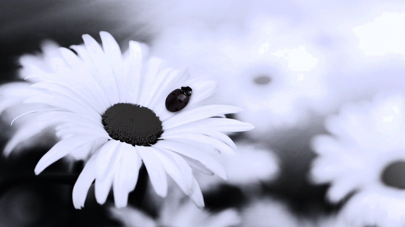 Божья коровка обои