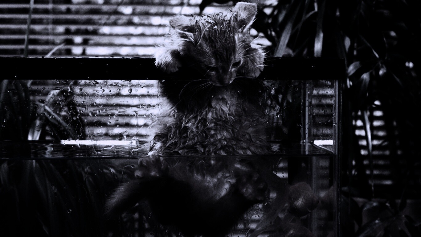 Мокрая киска обои