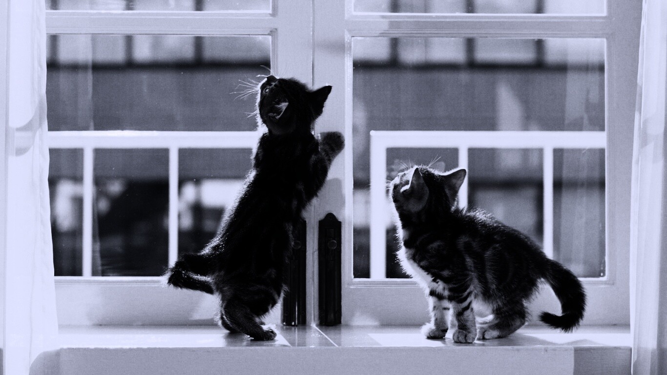 Котята у окна обои