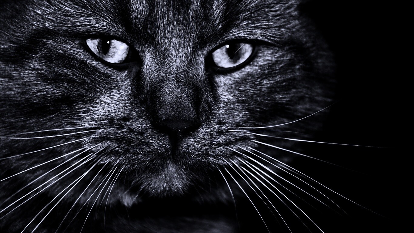 Мудрый кот обои