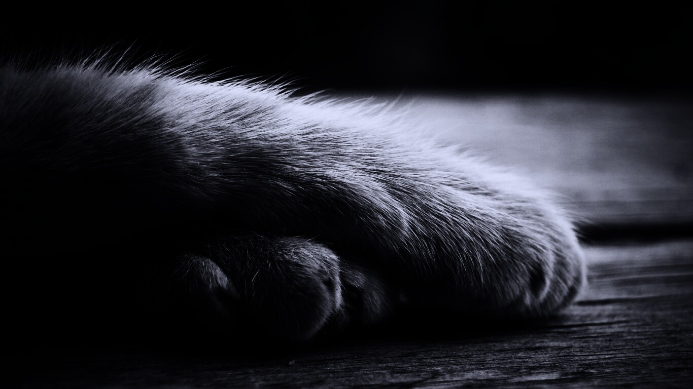 Мягкие лапки обои