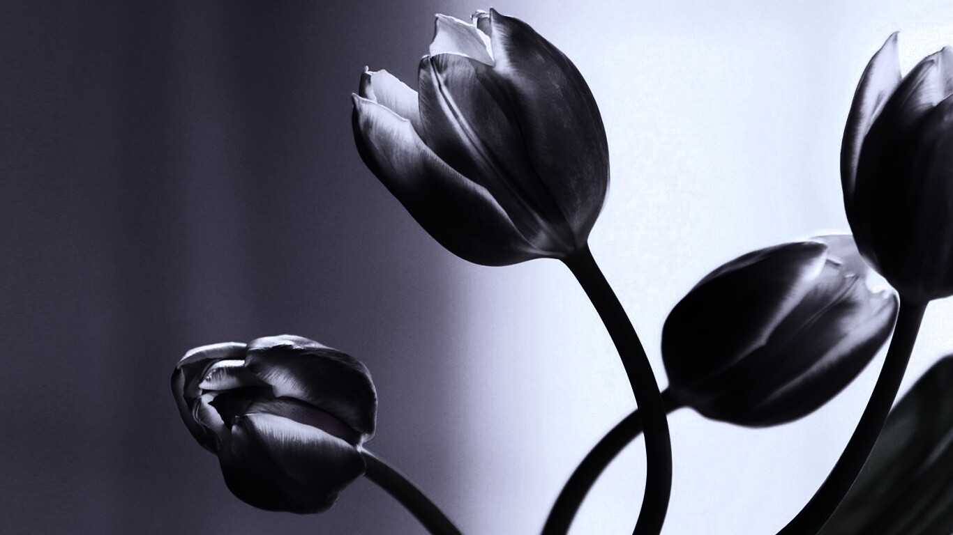 Сиреневые цветы обои